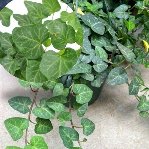 Hedera helix 'My Heart' - Harilik luuderohi 'My Heart' P9/0,55L